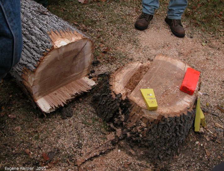 IMG 2005-Sep17 at Woodlot-Assoc-of-Manitoba field-day near Libau:  WAM felling demo Ash (Fraxinus sp) tree