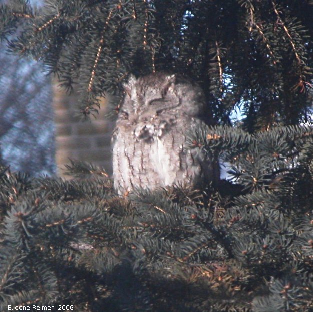 IMG 2006-Feb15 at my backyard:  Eastern screech-owl (Otus asio) in spruce-tree