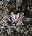 Eastern screech-owl=Otus asio: in spruce-tree