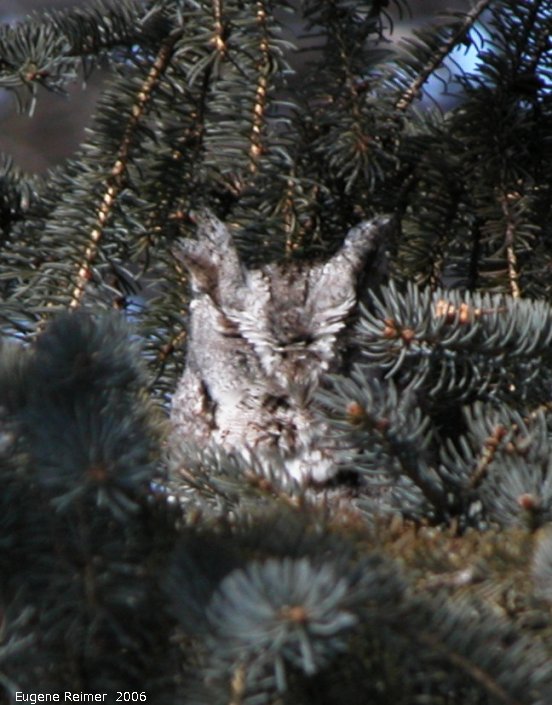 IMG 2006-Feb15 at my backyard:  Eastern screech-owl (Otus asio) in spruce-tree