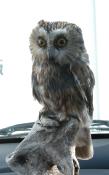 Saw-whet owl: stuffed by JimReimer