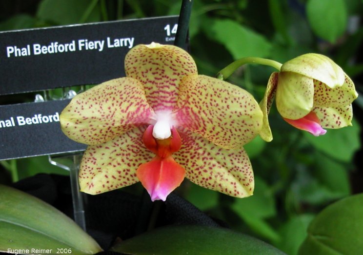 IMG 2006-Mar24 at the MOS Orchid-Show:  Phal (Phalaenopsis sp) Bedford Fiery Larry