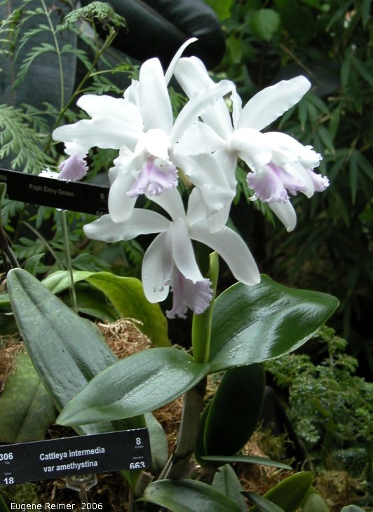 IMG 2006-Mar24 at the MOS Orchid-Show:&nbsp; Amethyst-variety intermediate cattleya (Cattleya intermedia var amethystina)