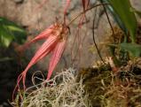 Bulbophyllum: