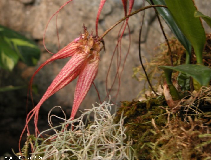 IMG 2006-Mar24 at the MOS Orchid-Show:  Bulb (Bulbophyllum sp) Bulbophyllum