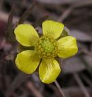 Early buttercup=Ranunculus fascicularis:
