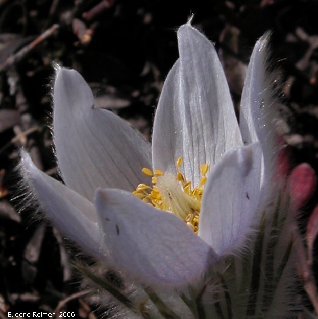 IMG 2006-Apr15 at Hadashville:  Prairie crocus (Anemone patens) flower