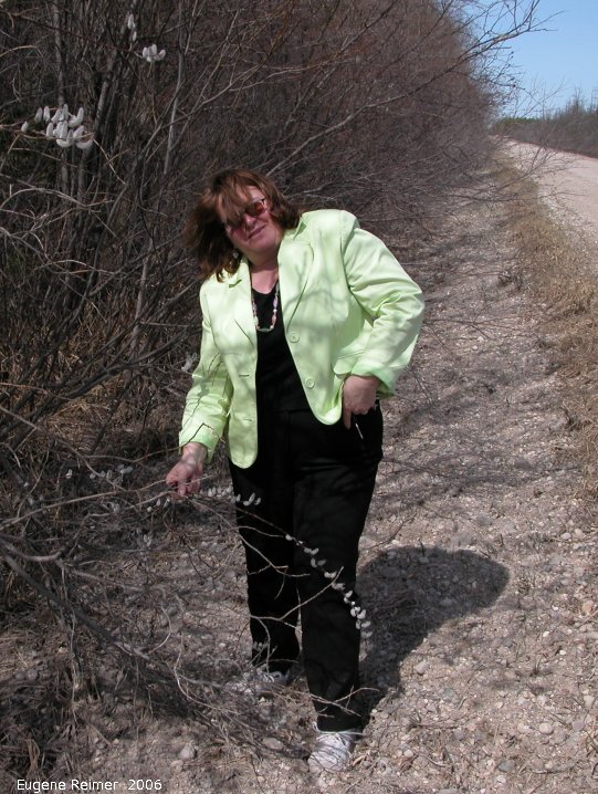 IMG 2006-Apr15 at Hadashville:  Marcelle collecting Pussy willow (Salix discolor) specimen
