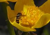 Syrphid-fly?: on MarshMarigold