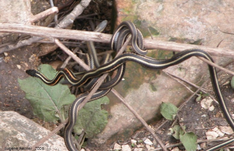 IMG 2006-May08 at Narcisse snake-den-nbr2:  Red-sided gartersnake (Thamnophis sirtalis parietalis) many
