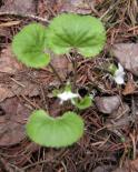 Kidney-leaved white violet=Viola renifolia: plant
