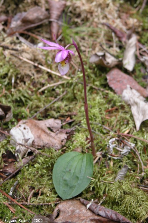 IMG 2006-May08 at Marble Ridge:  Fairy-slipper (Calypso bulbosa var americana) plant