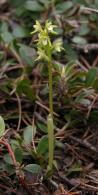 Early coralroot: plant