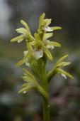 Early coralroot: flowers