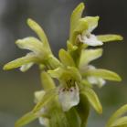 Early coralroot: flowers closer