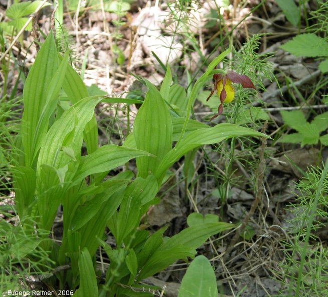 IMG 2006-May19 at Woodlands:  Northern-small-variety yellow ladyslipper (Cypripedium parviflorum var makasin) plant