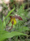 Yellow ladyslipper small-variety: flower