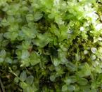 Felt round moss=Rhizomnium pseudopunctatum: closer