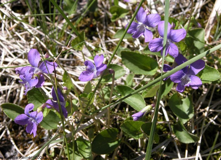 IMG 2006-May19 at Woodlands:  Bog violet (Viola nephrophylla) clump