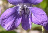 Bog violet: closeup