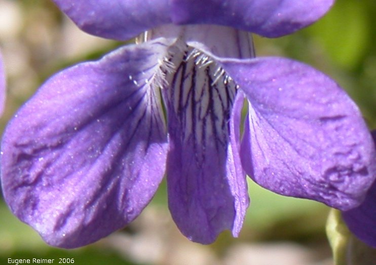 IMG 2006-May19 at Woodlands:  Bog violet (Viola nephrophylla) closeup