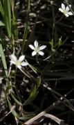 Bluntleaf sandwort=Moehringia lateriflora: plant