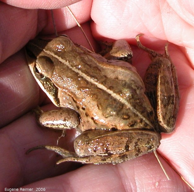 IMG 2006-May19 at Lake Francis near St Laurent:  Tree frog (Hyla sp) in Peggys hand