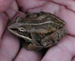 Tree frog: in Peggys hand