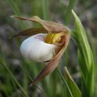 Small white ladyslipper=Cypripedium candidum: flower