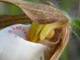 Small white ladyslipper=Cypripedium candidum: closeup