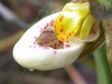 Small white ladyslipper=Cypripedium candidum: closeup