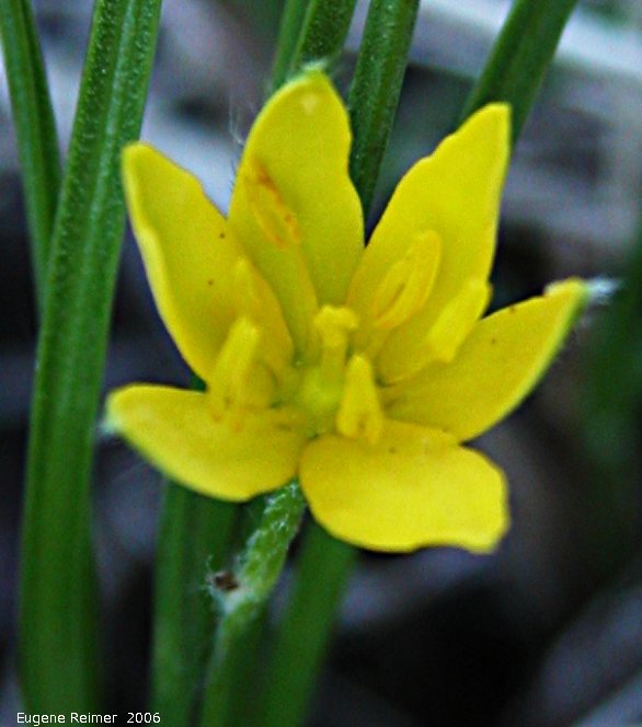 IMG 2006-May19 at Lake Francis near St Laurent:  Yellow stargrass (Hypoxis hirsuta) flower