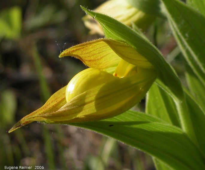 IMG 2006-May19 at Lake Francis near St Laurent:  Large-variety yellow ladyslipper (Cypripedium parviflorum var pubescens) flower