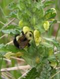 2006may24 at Senkiw Bridge:  Bumblebee on Lousewort