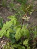 Baneberry=Actaea rubra: was SweetCicely?
