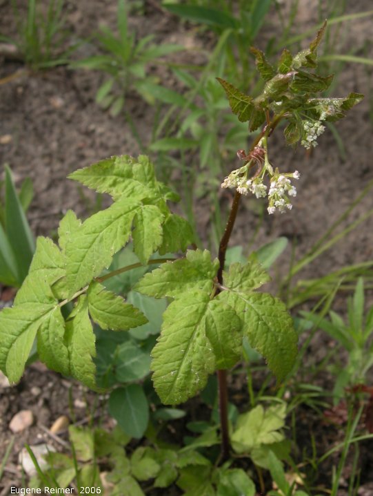 IMG 2006-May24 at Senkiw Bridge:  Red baneberry (Actaea rubra) was Sweet cicely (Osmorhiza claytonii)?