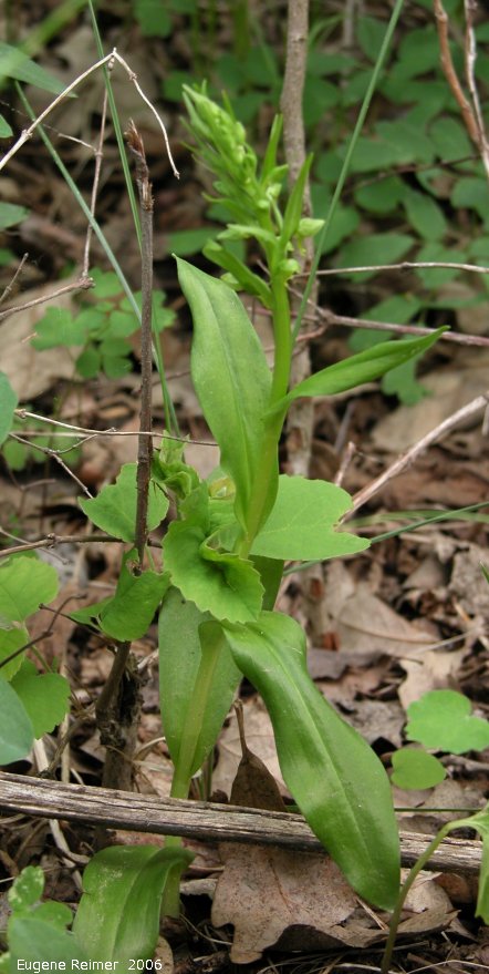 IMG 2006-May24 at Senkiw Bridge:  Long-bracted frog-orchid (Dactylorhiza viridis)