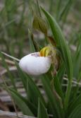 Small white ladyslipper=Cypripedium candidum: