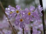 Greenland primrose: flowers sopping wet