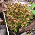 Brown pixie-cup club-lichen: many