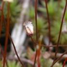 Haircap moss: closer