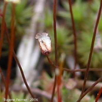 IMG 2006-May28 at Ochre Lake Rd N of GrandRapids:  Haircap moss (Polytrichum sp) closer