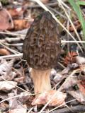 Morel mushroom: