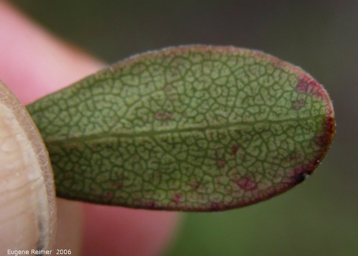 IMG 2006-May28 at Ochre Lake Rd N of GrandRapids:  Bearberry=Kinnikinnick (Arctostaphylos uva-ursi) leaf underside