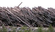 logs: large pile of skinny logs closer
