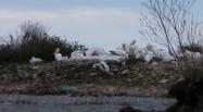 White pelican: many