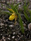 Yellow ladyslipper large-variety: plant in flower