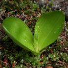 Round-leaved rein-orchid=Platanthera orbiculata: in bud