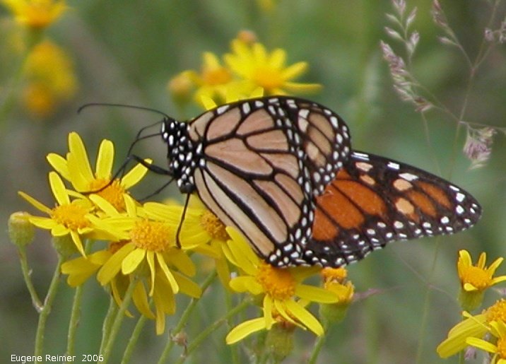 IMG 2006-Jun09 at Woodridge:  Monarch butterfly (Danaus plexippus) on Ragwort (Senecio sp)