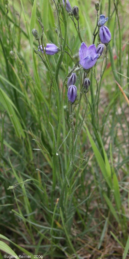 IMG 2006-Jun09 at Woodridge:  Harebell (Campanula rotundifolia) unusually upright flowers?
